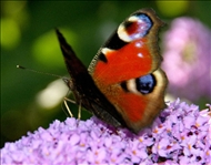 Schmetterling u. co35